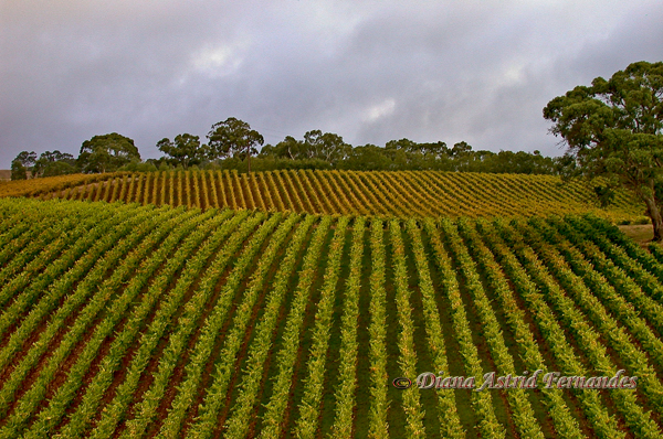 Australia-vineyard-Adelaide